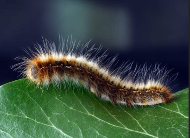 fuzzy caterpillar